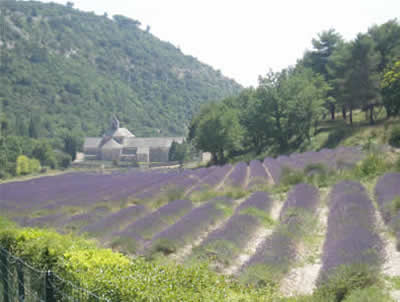 Visit the Abbaye de Senanque near Gordes